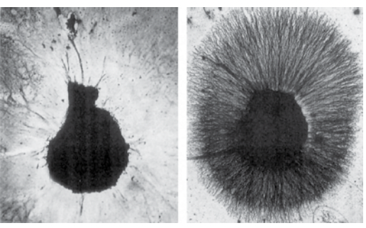 brain cell growth