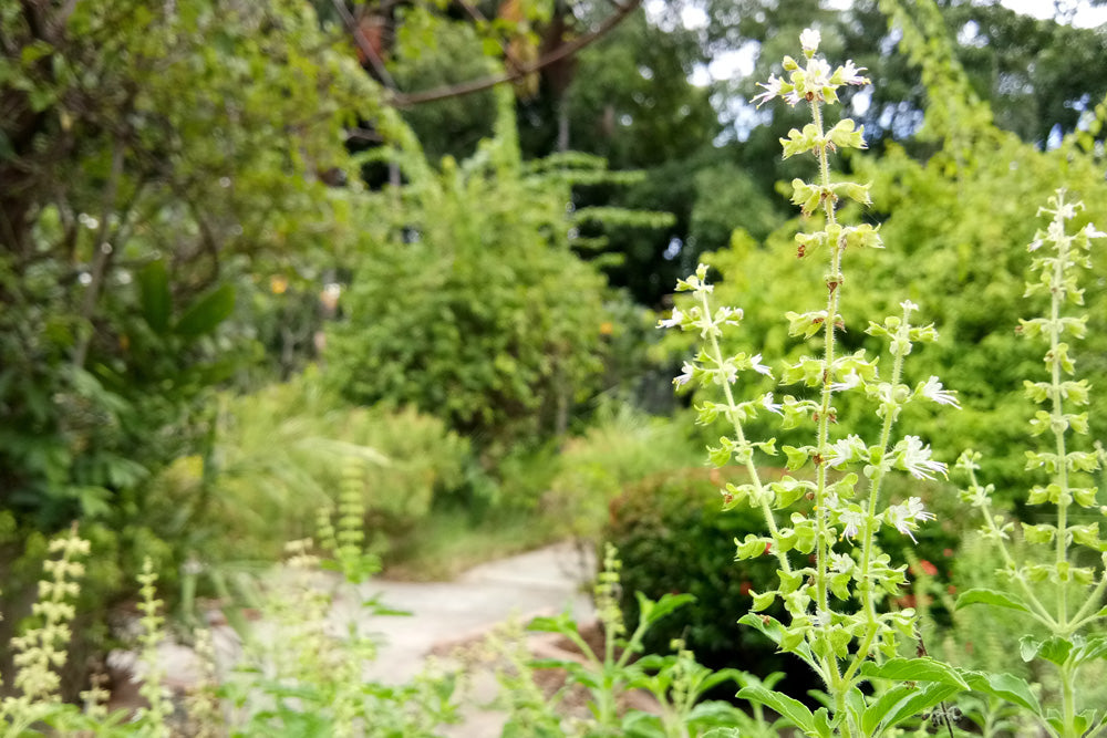 Holy Basil