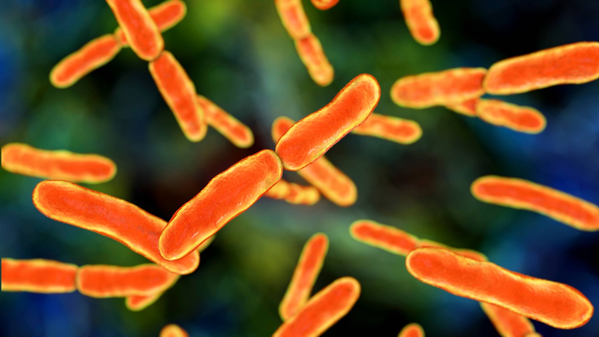 Bifidobacterium Infantis | Clear Probiotics