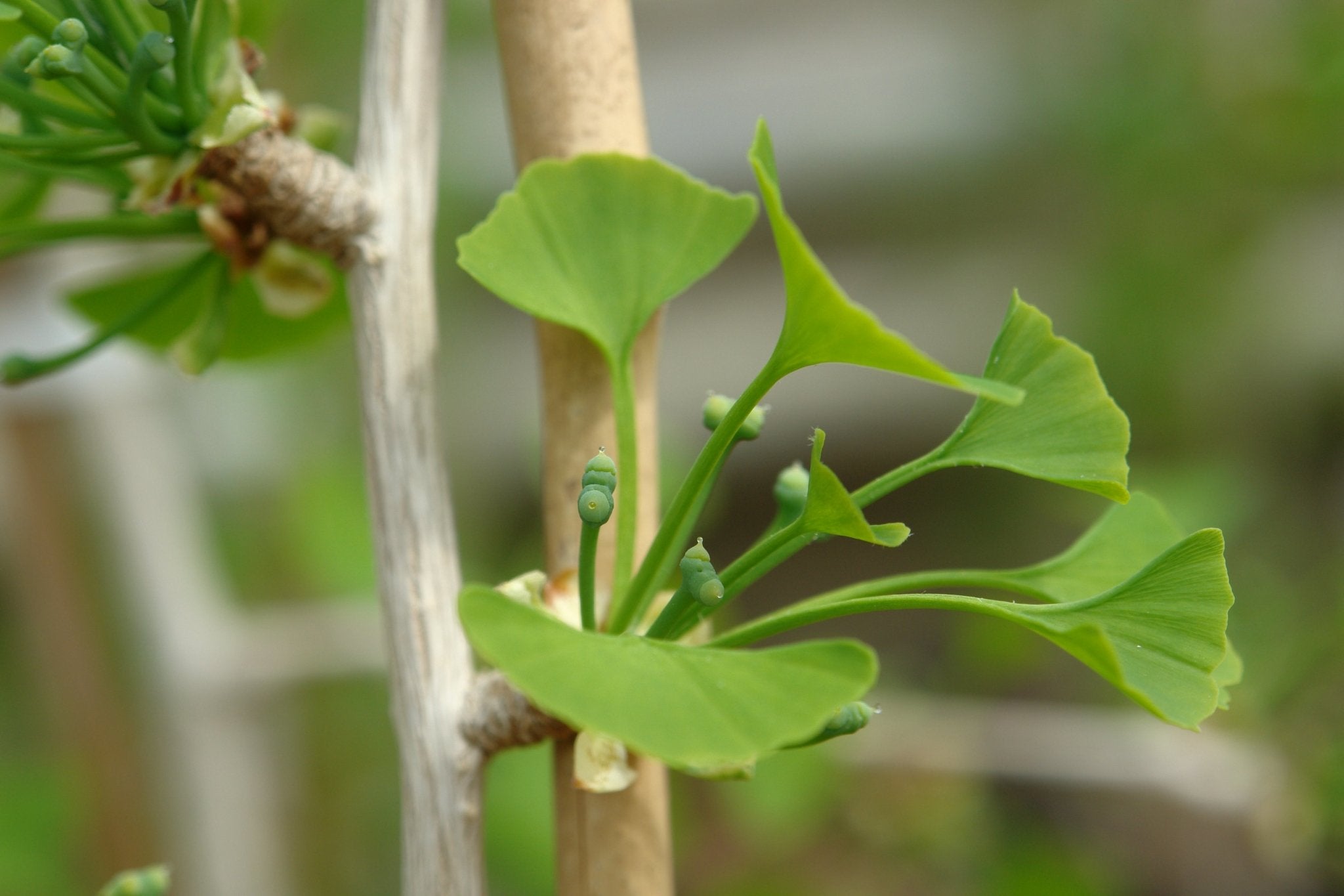 Ginkgo Biloba | Clear Probiotics