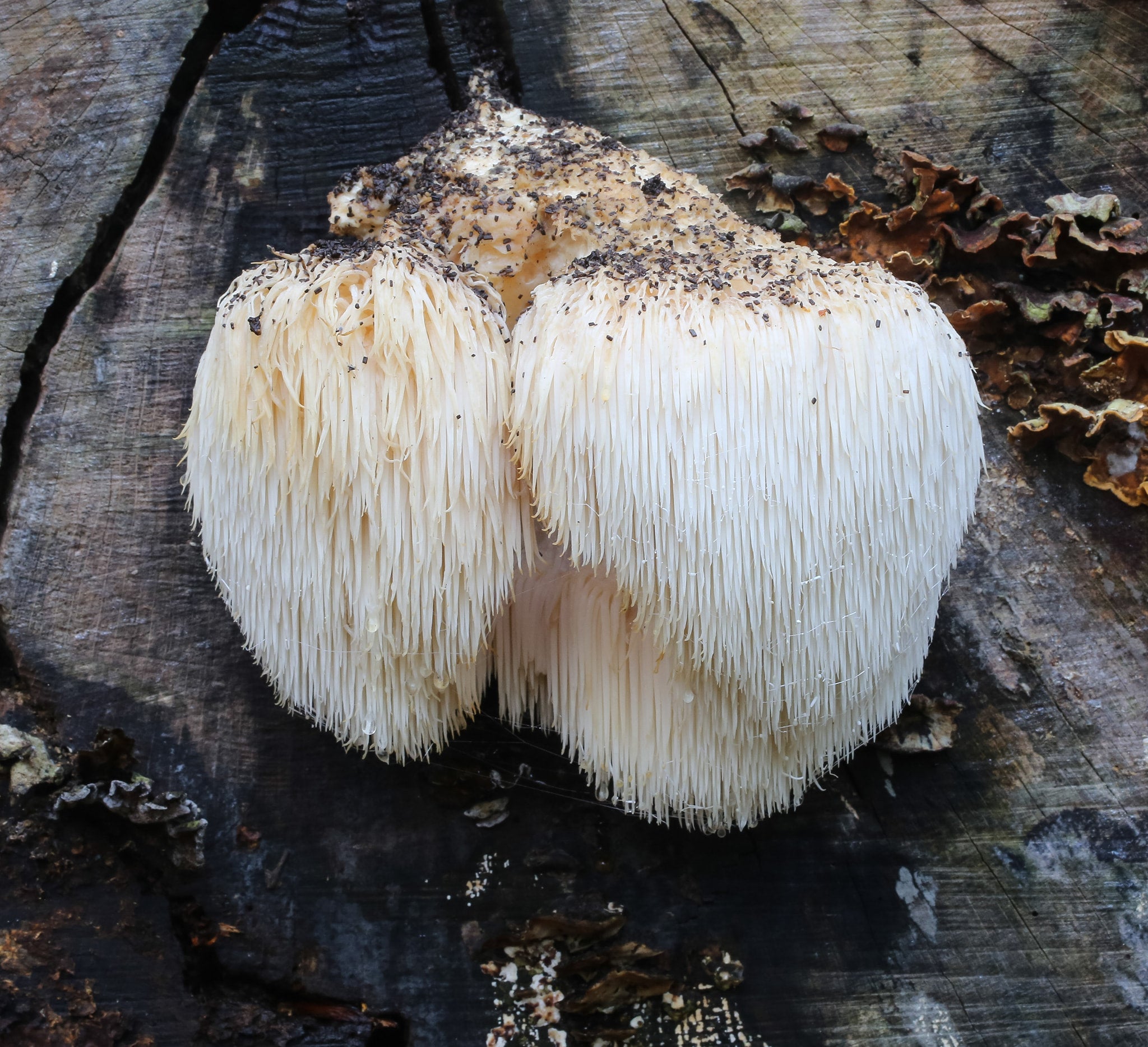 Lion's Mane Mushroom | Clear Probiotics