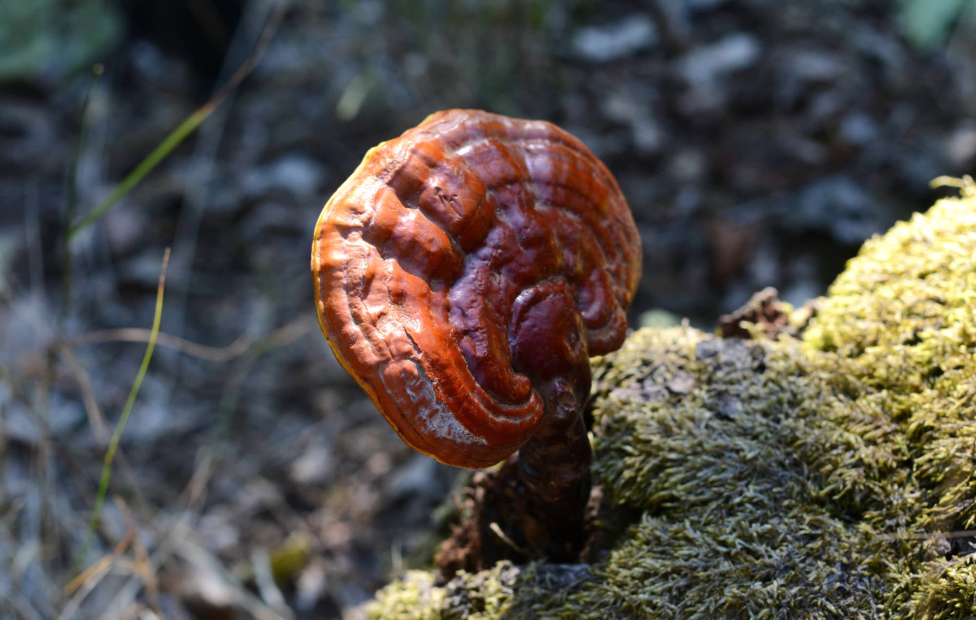 Reishi Mushroom | Clear Probiotics