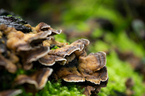 turkey tail mushroom