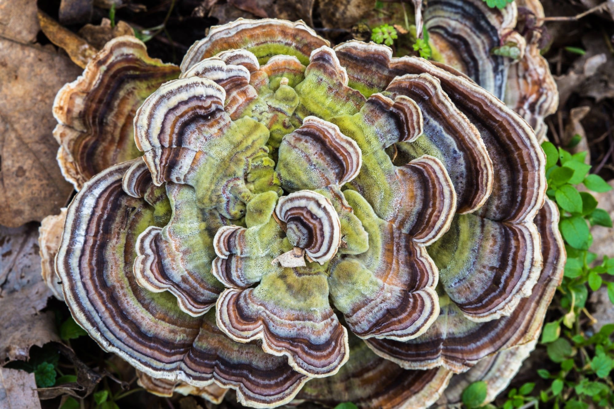 Turkey Tail | Clear Probiotics